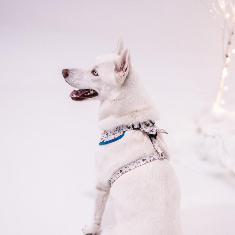 Chleo Pet Store ( Cookie Harness)