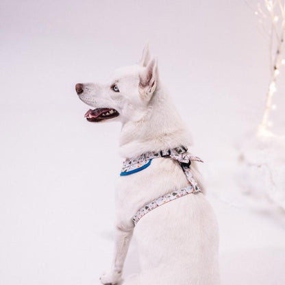 Chleo Pet Store ( Cookie Harness)